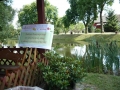 Gogołowice_pigwa_i_róża6