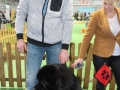 wystawa psów w Lubinie (16)