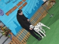 wystawa psów w Lubinie (28)