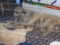 wystawa psów w Lubinie (34)