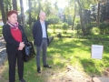 Wycięte drzewa przy Kopernika Lubin (1)