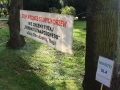 Wycięte drzewa przy Kopernika Lubin (12)