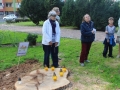 Wycięte drzewa przy Kopernika Lubin (15)