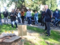 Wycięte drzewa przy Kopernika Lubin (3)