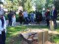 Wycięte drzewa przy Kopernika Lubin (4)