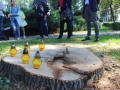 Wycięte drzewa przy Kopernika Lubin (7)