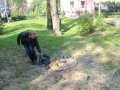Wycięte drzewa przy Kopernika Lubin (8)