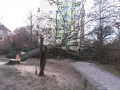Reja wycinka drzew (1)