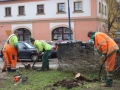 Reja wycinka drzew (11)