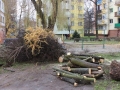 Reja wycinka drzew (12)