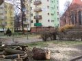 Reja wycinka drzew (13)