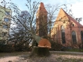 Reja wycinka drzew (2)