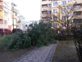 Reja wycinka drzew (5)