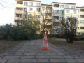 Reja wycinka drzew (6)