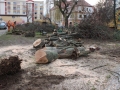 Reja wycinka drzew (8)