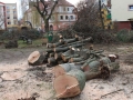 Reja wycinka drzew (9)