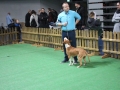 międzynarodowa wystawa psów (33)