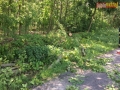drzewo na drodze 05