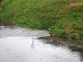 uulewa pod galeria 047
