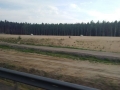 S3 Lubin - Polkowice- Kaźmierzów (4)