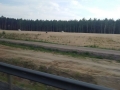 S3 Lubin - Polkowice- Kaźmierzów (9)