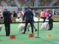 wystawa psów 2019 (10)
