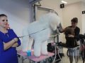 wystawa psów 2019 (30)
