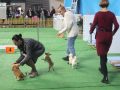 wystawa psów 2019 (4)