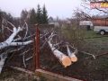 raszowka-drzewo-004