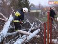 raszowka-drzewo-014