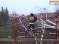 raszowka-drzewo-016