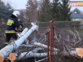 raszowka-drzewo-019