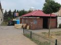 szczury-4
