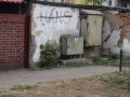 szczury-6