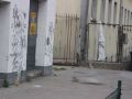 szczury-9