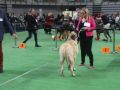 VII-wystawa-psów-rasowych-Lubin-15