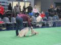 VII-wystawa-psów-rasowych-Lubin-16