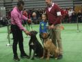 VII-wystawa-psów-rasowych-Lubin-4