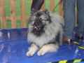 VII-wystawa-psów-rasowych-Lubin-47