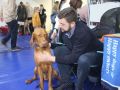 VII-wystawa-psów-rasowych-Lubin-8