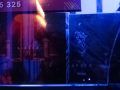 featlat-koncert-Lubin-28