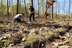 wolontariusze_kghm_zasadzili_drzewa_przy_hucie_miedzi_glogow_5_