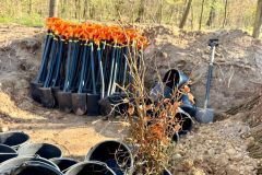 wolontariusze_kghm_zasadzili_drzewa_przy_hucie_miedzi_glogow_8_