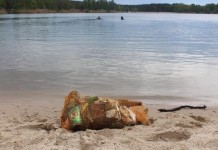 Rokitki czyste – wolontariusze sprzątali zbiornik