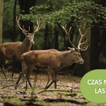 Cuprum Arena – ciekawa jesień