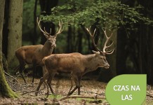 Cuprum Arena – ciekawa jesień