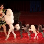 Cyrk Zalewski będzie na błoniach