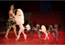 Wygraj wejściówkę do cyrku