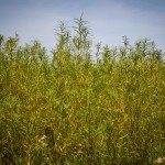 Energetyka robi żniwa