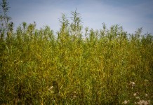 Energetyka robi żniwa